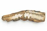 Mammoth Molar Slice with Case - South Carolina #217927-1